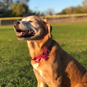 Meet your Posher, Sofia